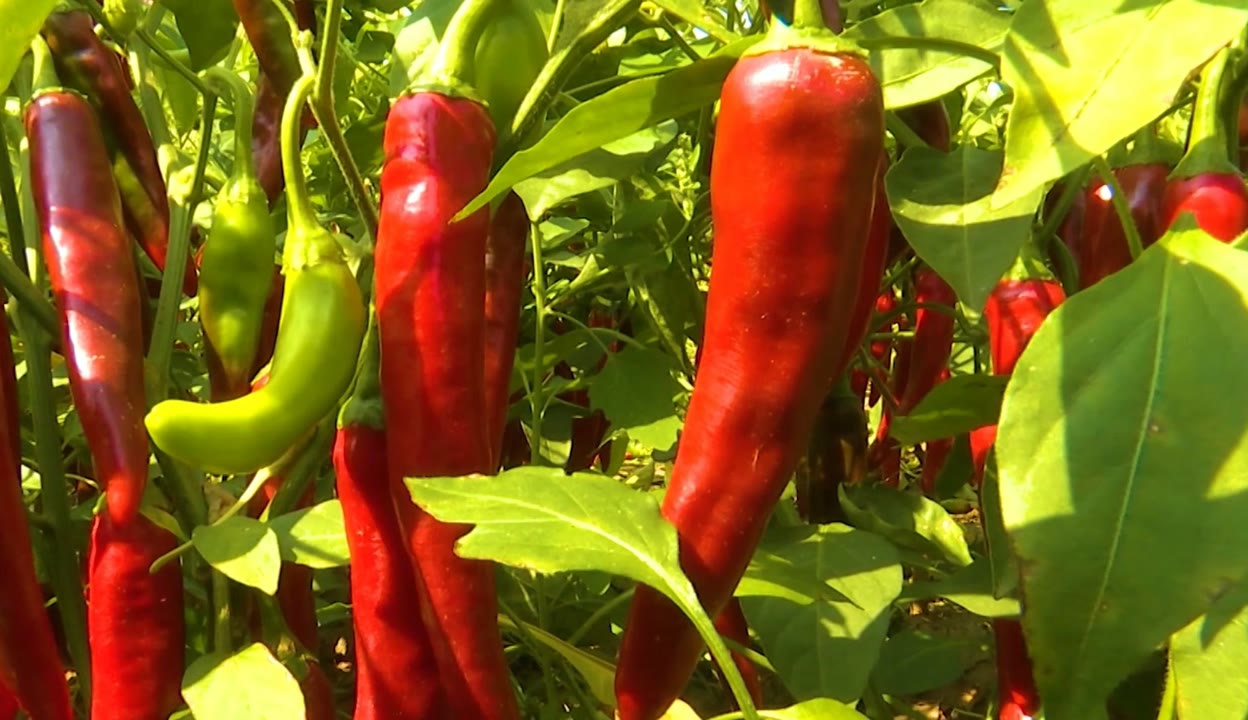 开鲁县椒好食品有限公司